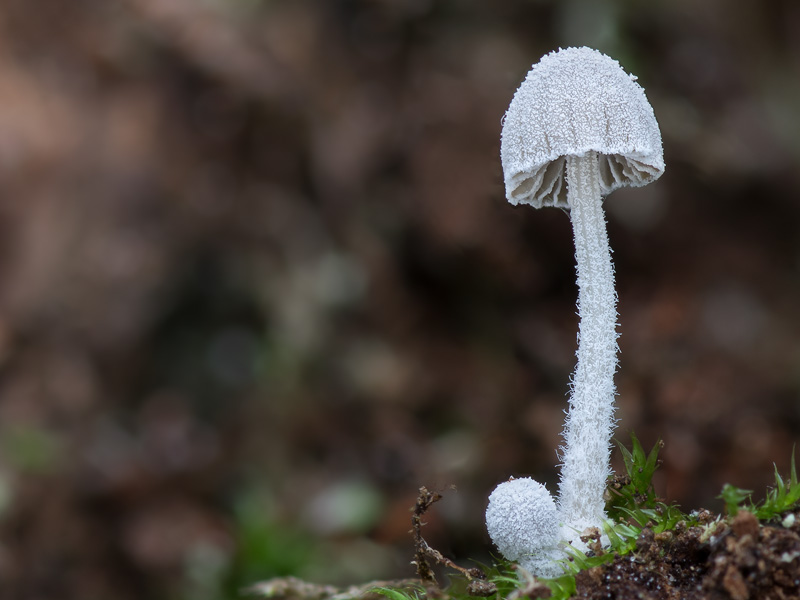 Mycena corynephora